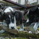 Image for article titled At Least We Can All Agree That People Who Torture Animals Should Be in Prison
